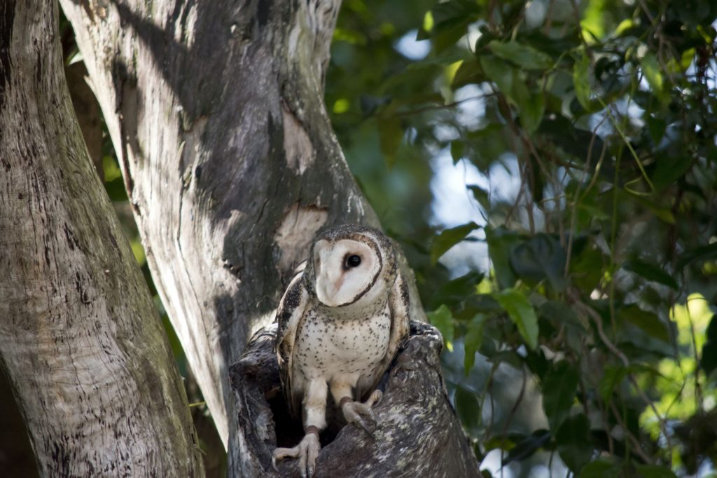 a variety of Australian wildlife depend on tree hollows for habitat, here is a sooty owl emerging out of her home