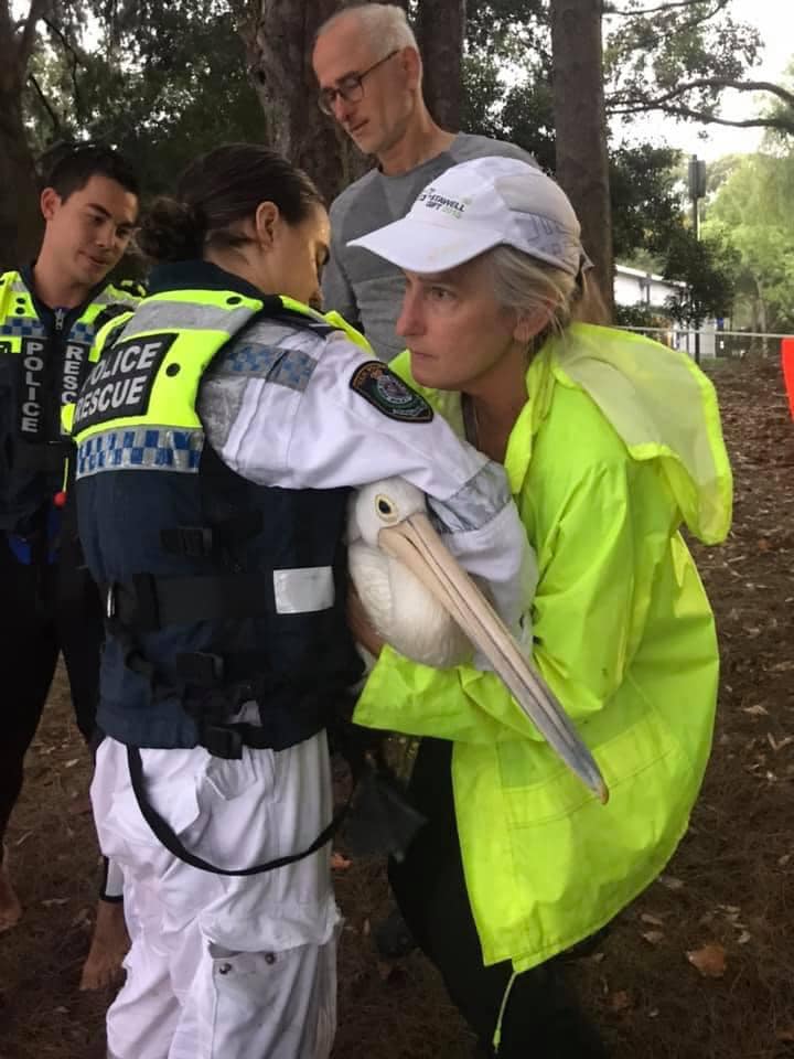 Rescuing injured wildlife can be traumatic to the volunteers as not every animal can be saved. A pelican drowned because it was tangled up in fishing line and could not be recued in time.
