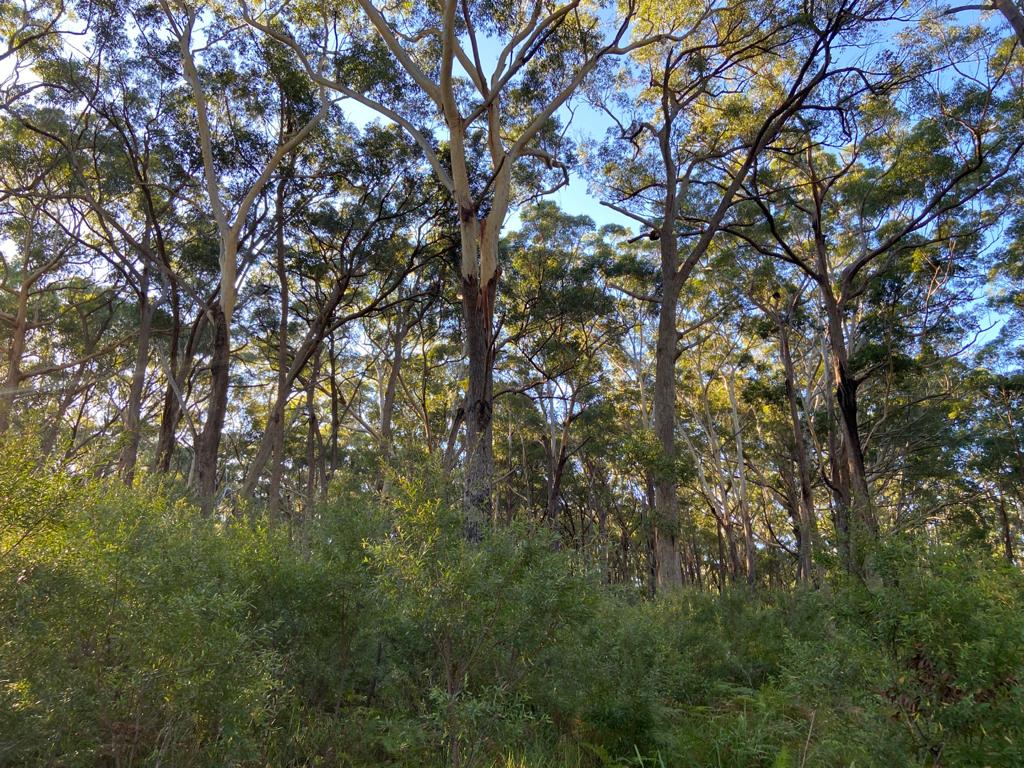 unburnt pocket of unburnt forest in Manyana needs protection for recovery and habitat for wildlife 