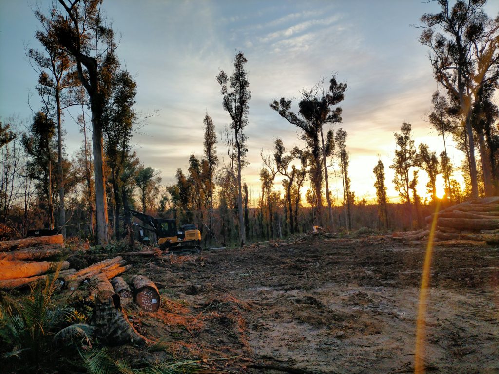 early morning at the logging site in Mogo Forest, south coast of NSW