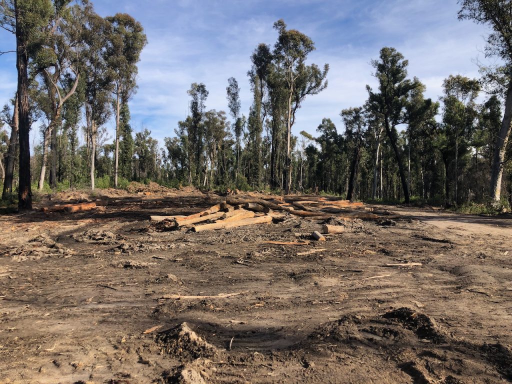 recently logged area in Mogo Forest where trees and wildlife habitat are still recovering from the Black Summer Bushfires