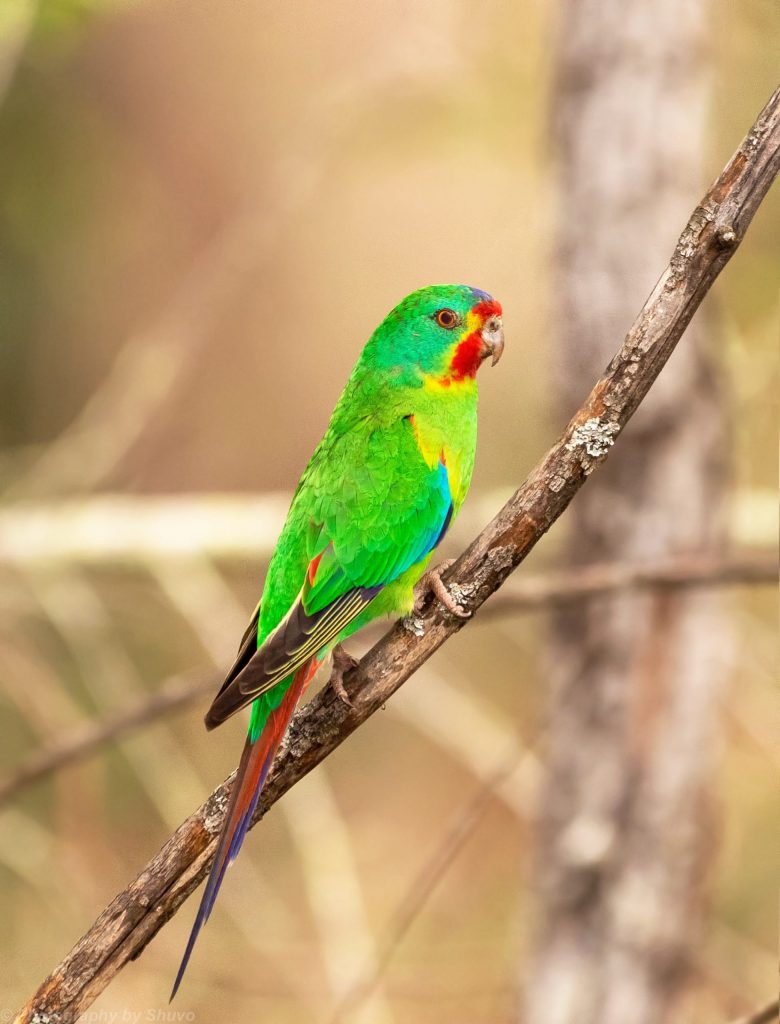 endangered Swift Parrot in Mogo Forest