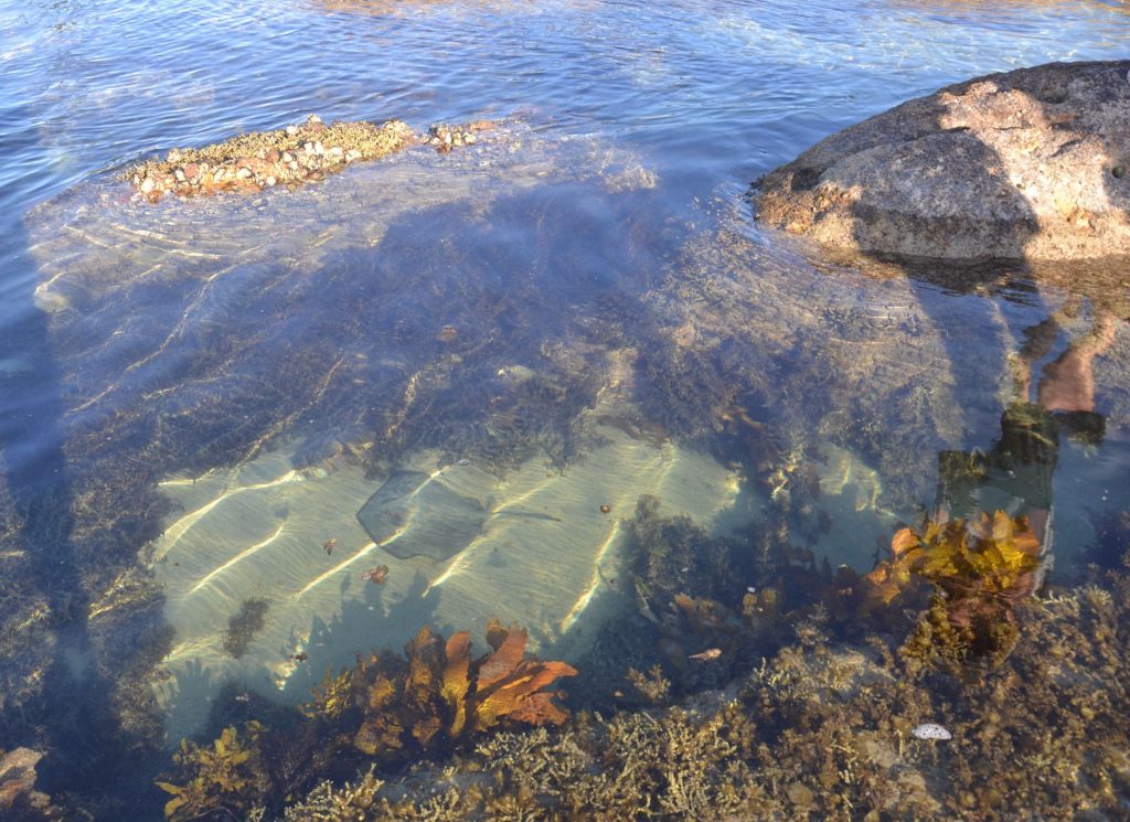 shallow waters with fish and algae and stingray at Currarong, Jervis Bay Marine Park