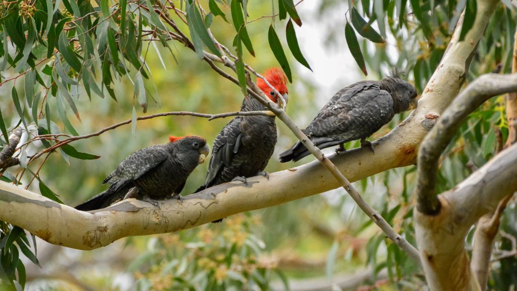 Gang-Gang Cockatoos at 4 Murdoch Street Huskisson under threat of losing habitat