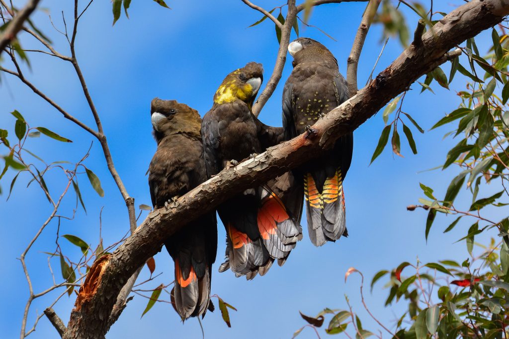 3 Glossy Black Cockatoos on a eucalypt branch