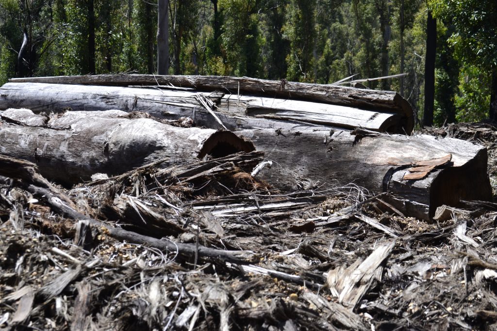 debris left after logging of native trees in Brooman State Forest