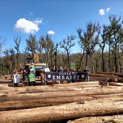 big row of logs from mature native tree logging in NSW south coast state forests