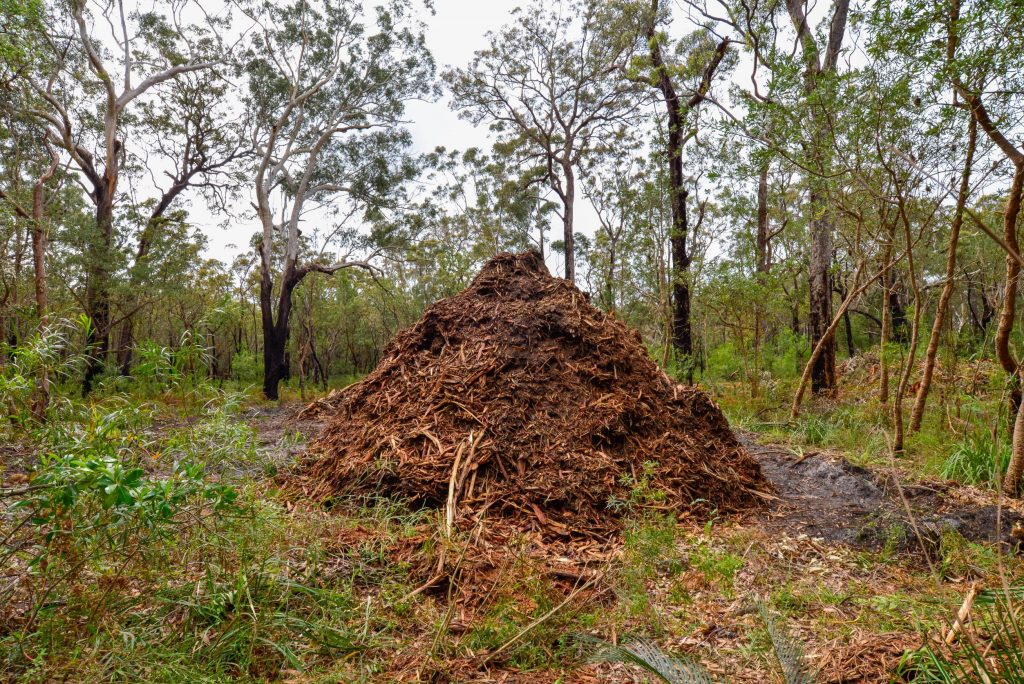 This is a pile of woodchip mulch from just one of the trees felled at Edendale Street in Wollamia, south coast of NSW