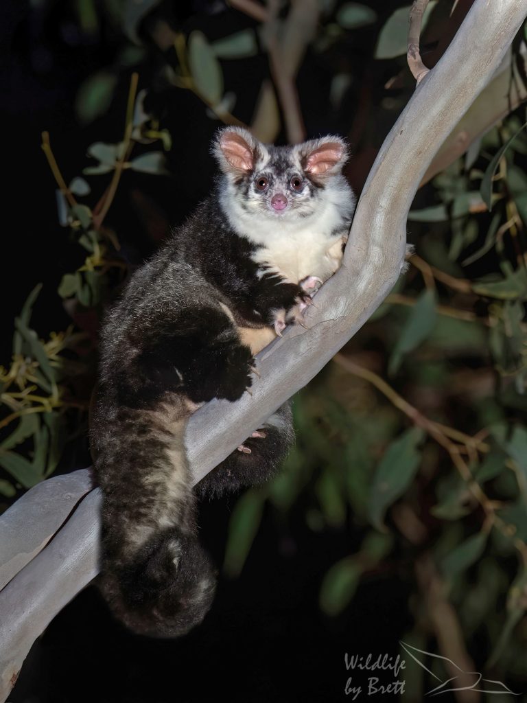 Callala Bay is home to endangered greater gliders. Often called flying koalas, they are beautiful, fascinating and they are the world’s largest gliding marsupial.