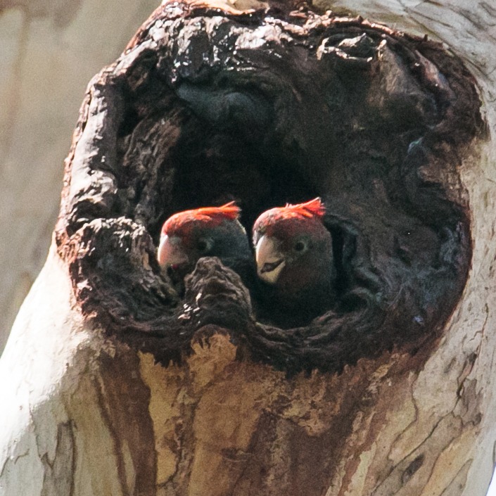 Gang gang cockatoos rely on mature hollow bearing trees to breed, here are to gang gang fledglings peeking out of their nest waiting for the parents to come home with food. These two were raised this season near Moona Moona Creek, Huskisson.